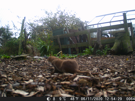 Wildlife camera catches better photographs of the local weasel