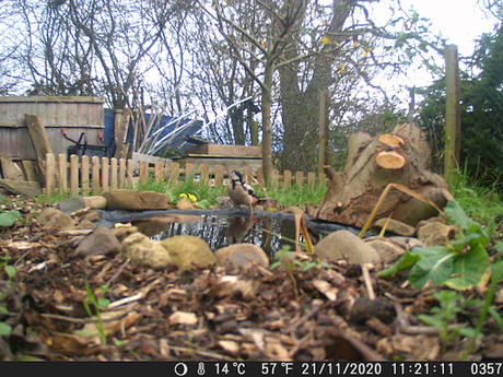 New photographs from the wildlife camera