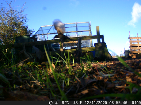 Wildlife camera in a new position