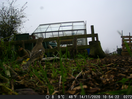 Wildlife camera in a new position