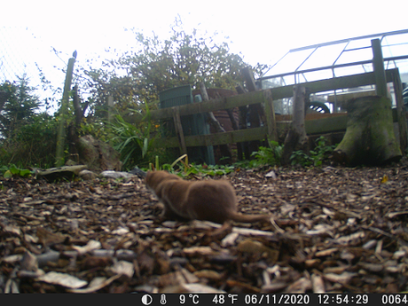 Now you see them, now you don't, quick creatures caught on our wildlife camera