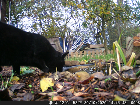 First set of photographs from the wildlife camera