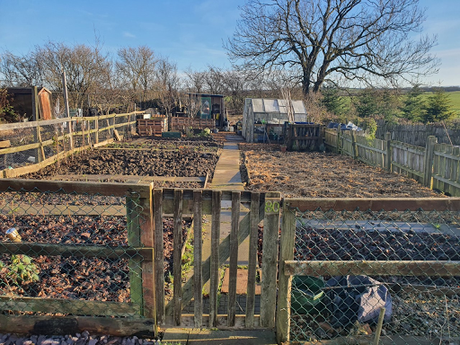 Christmas down the allotment.