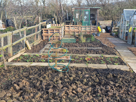 Christmas down the allotment.