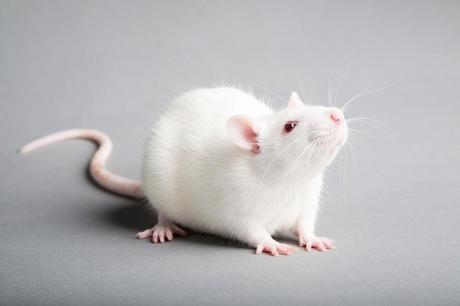 Brass Tacks about Mice Control in Toronto – Amir Articles