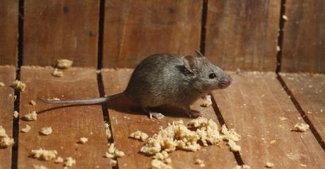 All about House Mice and House Mice Control in Vancouver – Amir Articles