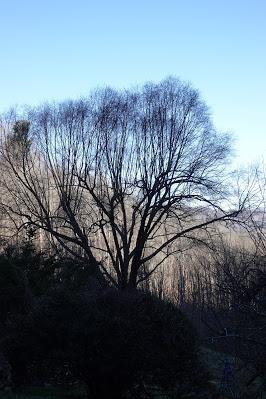 Branches
