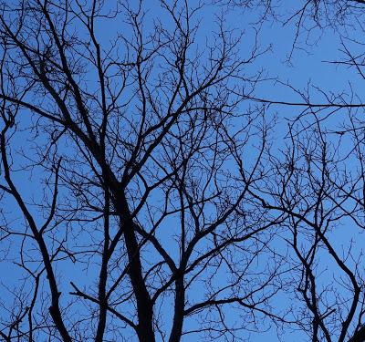 Branches