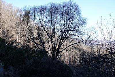 Branches