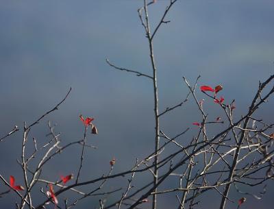Branches