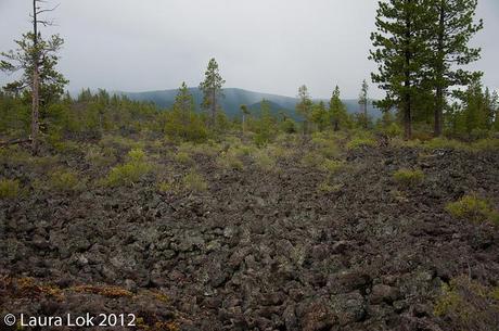 lava cast forest