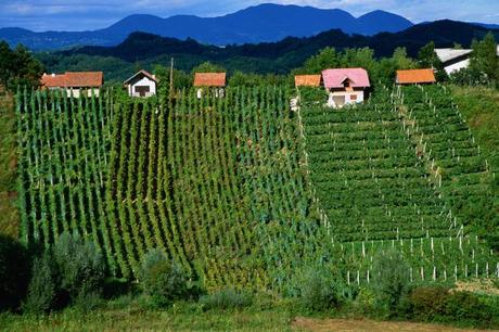 Vineyards in Zagorte region.