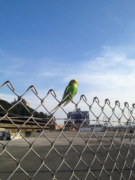 Yesterday, on my bike, I came across a neon green bird perched on a chain link fence in a construction area alongside the BQE. 
A couple was standing next to it, waiting for it to do something.
“Is it hurt?” I asked them.
“I don’t know,” the girl said.
Not one to miss an opportunity to photograph something, I took out my iPhone, and began snapping away. “Look at its little eyes!” I exclaimed as I circulated around it, capturing it from every possible angle. “It’s shutting them. Do you think its about to die?”
“No,” the guy said. “When I was little I lived near this place called Parrot World, and I learned that parrots have these films over their eyes that protect them from the sun.”
“That’s not a parrot,” Caleb said. “That’s a parakeet.” 
“Sssh,” I said to him.
“Maybe someone clipped its wings, and now it can’t fly?” I ventured, sticking my face closer to the bird so that I could watch the film open and shut, open and shut. The bird sat there, placidly, and ignored me.
“How did it get to the top of the chain link fence, then?” Caleb said
“It climbed,” I said. “Duh.”
“I don’t think it could climb that high,” the dude from the couple said. “And how would it get over the BQE?”
“Maybe it came off the water?” I ventured. And then, “That doesn’t make sense.”
“I think it’s just sitting there, enjoying life,” the dude said. 
“Unlike me,” I joked, waving my iPhone. “I only experience life behind this thing.”
Caleb nodded his head in agreement. Right before we had come upon the parrot, we had been arguing about how much time I spend on my iPhone when I’m supposed to be spending time with him. “I’d say 80% of the time, we’re alone, you’re on that thing,” he said.
“I wasn’t on it when we were watching Prison Break this morning,” I said. “Or last night when I was sleeping.”
“I guess we’re going to get going,” the girl from the couple said. They waved goodbye to us, but not to the parrot.
“Do you think we should take it home?” I asked Caleb. 
“No,” he said.
“It looks like it’s sick,” I said.
The bird looked at us, and the film over his eyes opened and closed, opened and closed.
“You should take him home,” said a voice said. While we were watching the bird, an elderly couple had creeped up behind us, to see what all the fuss was about.
“Do you think Butters the Cat would eat a parrot?” I asked Caleb.
“That’s not a parrot,” he reminded me.
All of a sudden, the bird darted off the fence, and sped off towards the pier. It jerked and swerved, dropping to the water and then reappearing in the air. After only a few seconds, we lost sight of it completely.