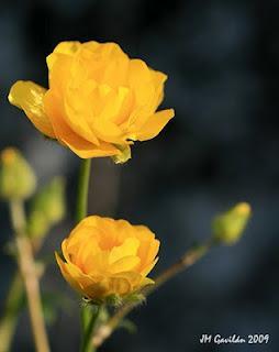 Eco-hydrology: Ranunculus aris