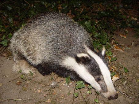 Badgers In Ireland Face Extermination Plan