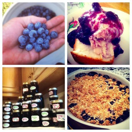 the blueberry recipe roundup