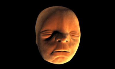 First Animation Reveals How A Face Forms In The Womb