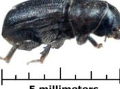 Pine Beetles Accesories Spread Wildfires