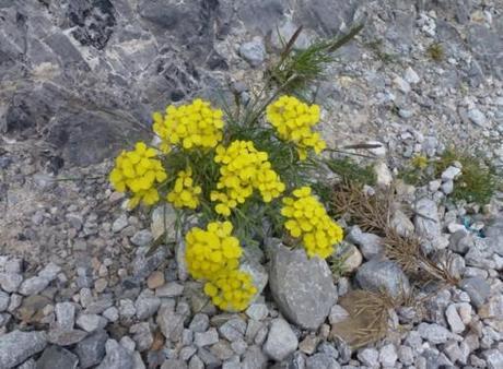 Erysimum decumbens