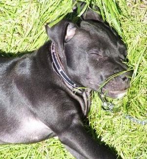 Campaign to save Belfast death row dog Lennox gathers heat, Belfast City Council sweats