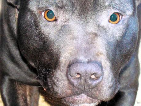 Save Lennox campaign fails, Belfast death row dog euthanised; Twitter reacts