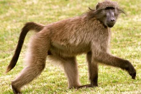 south african wildlife baboon