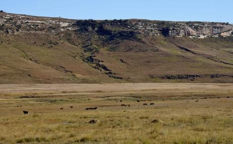 south african wildlife black wildebeest herd