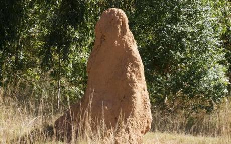 south african wildlife termite mound