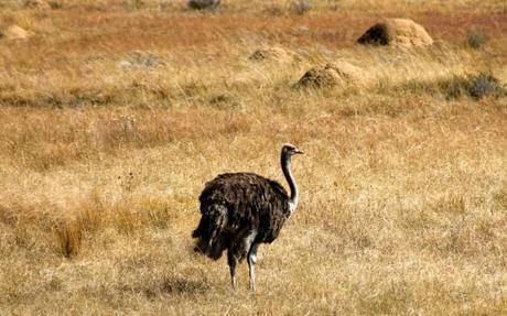 south african wildlife ostrich