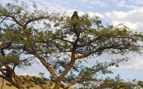 south african wildlife baboon tree