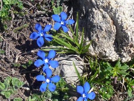 just look at the blue flowers on this gentian