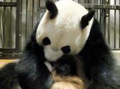 Tokyo Zoo's Baby Giant Panda Dies Just Days After Birth