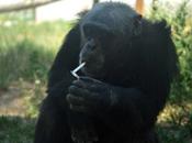 Chinese Chimpanzee Lights Smokes, Guzzles Beer