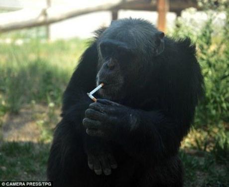 Chinese Zoo Chimpanzee Lights Up Smokes, Guzzles Beer