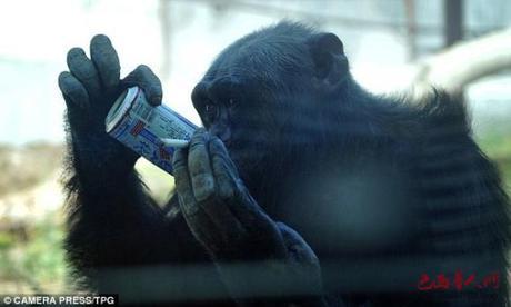 Chinese Zoo Chimpanzee Lights Up Smokes, Guzzles Beer