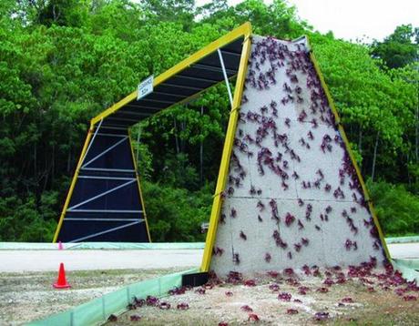 Crab overpass on Christmas Island, Austrailia: image via abc.net.au