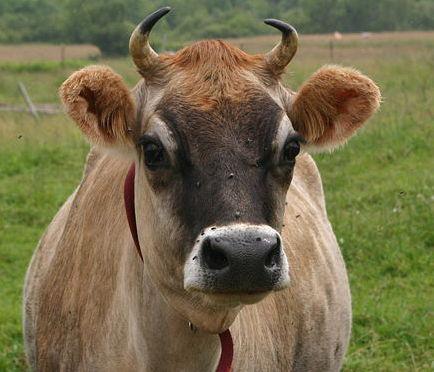 Jersey Cow (Photo: Jared and Corin?Creative Commons via Wikimedia)