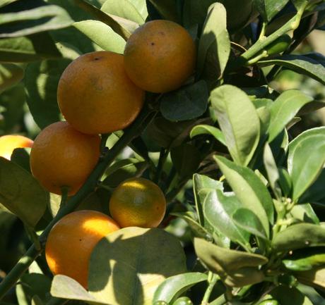One of my favorite Citrus trees.....