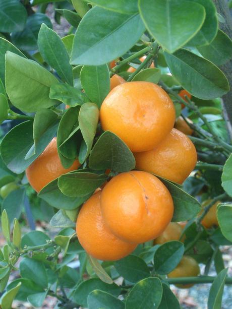 One of my favorite Citrus trees.....