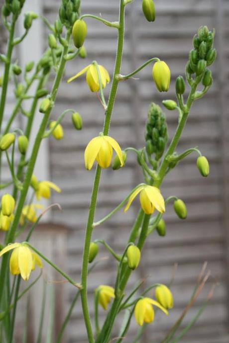 Albuca shawii