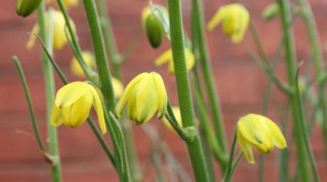 Albuca shawii