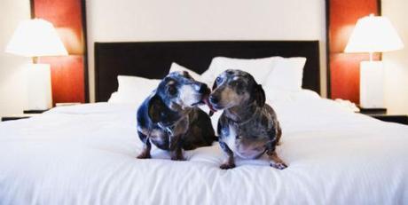 Panting Pooches Make Out Big-Time At Brazil's Love Hotel For Dogs