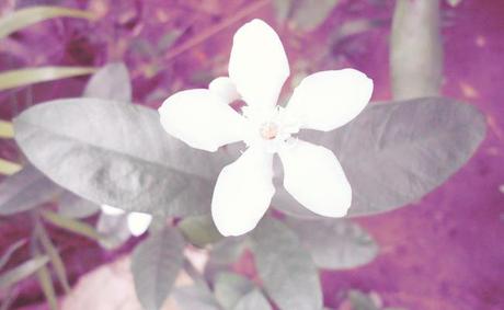 pretty white flower