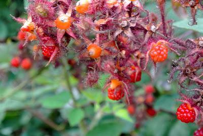 born & brewed in westchester born & brewed in westchester