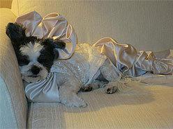 Baby Hope Diamond grabs a dog nap before her wedding ceremony: image via cnews.canoe.ca