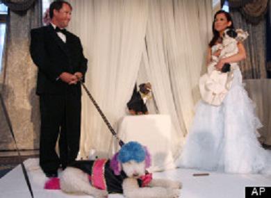 Chilly Pasternak (left) and Baby Hope Diamond marry in the most expensive pet wedding ever!: AP image via huffingtonpost.com