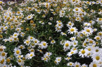 Leucanthemum vulgare (30/06/2012, Kew Gardens, London)