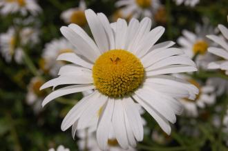 Leucanthemum vulgare Flower (30/06/2012, Kew Gardens, London)