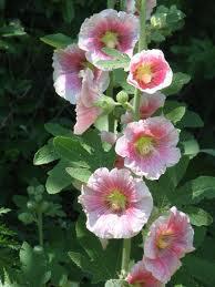 Hollyhocks, and Note to Self