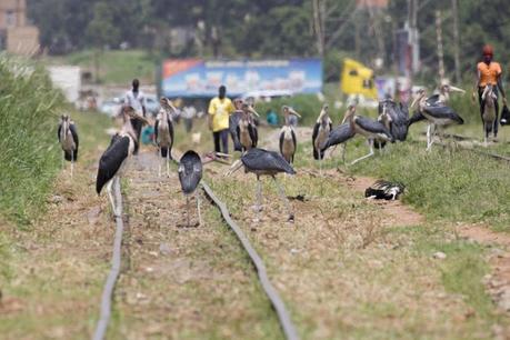 Marabou Storks along the railway line in Kampala